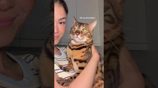 Boba was hangry 😸 #cats #catshorts #feedmycats #cutecat #funnycats #ytshorts #cute #happycats #love