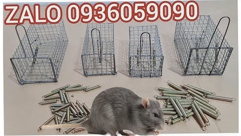 Cách gắn lò xo bẫy chuột. Bán lò xo bẫy chuột. Bán lồng bẫy chuột đôngg. Bán lồng bẫy chuột lối mòn.