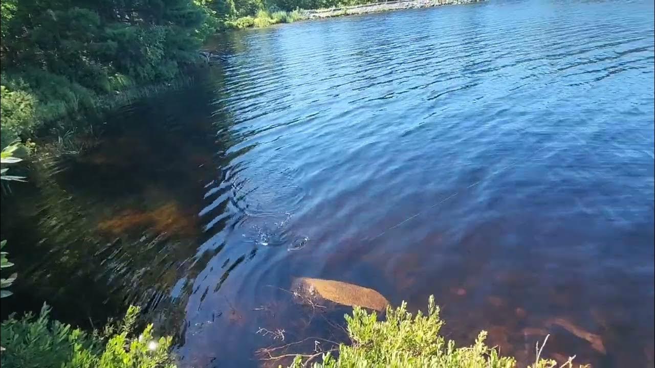 Tower Hill Pond Wandering and Fishing. Manchester, NH YouTube