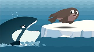 The Seal vs Orca (killer whale) vs Polar Bear. Who would win? Work Together