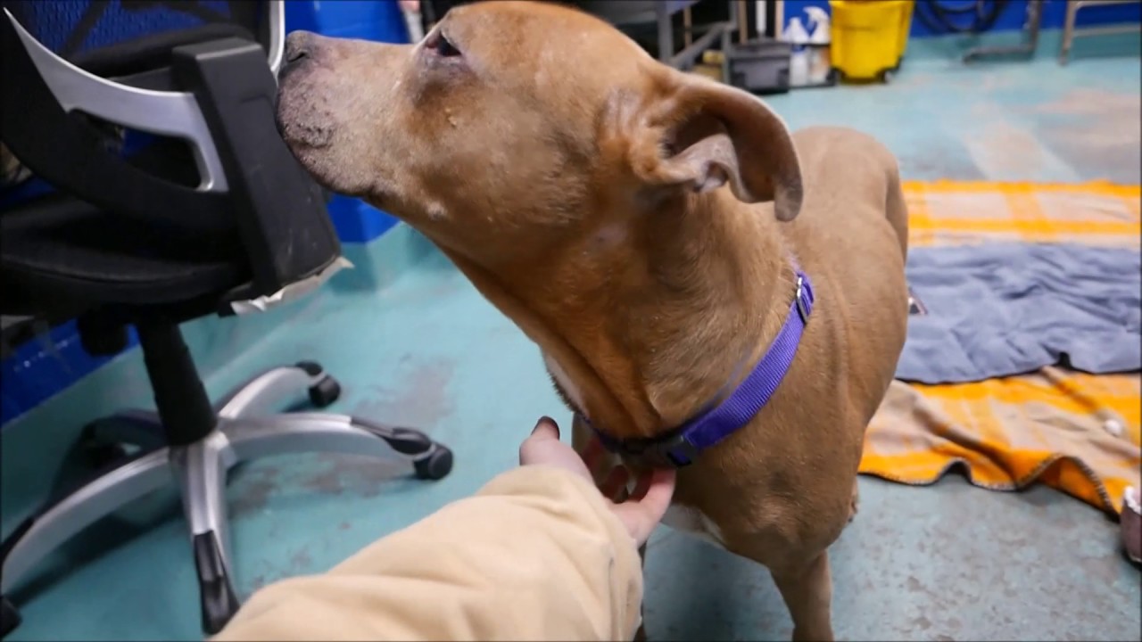Blade - A1100522 - Brooklyn ACC camera iphone 8 plus apk