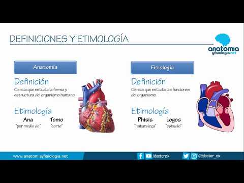 Vídeo: Diferencia Entre Anatomía Y Fisiología