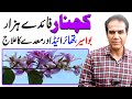 Kachnar great medicinal nutritional importance  dr shahzad basra