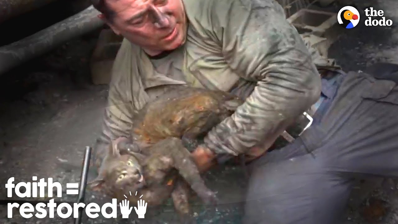 This Guy's A Hero To Families Who Lost Pets In Wildfire | The Dodo ...