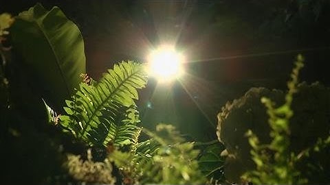 The Bio-Responsive Garden: Plants Interact With Humans