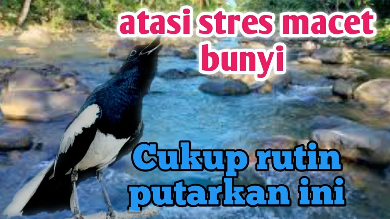 Terapi rutin kacer atasi macet bunyi langsung efektif