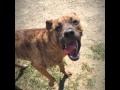Roux - Adopted Dog at Collin County Animal Services Roux - Adopted Dog at Collin County Animal Services