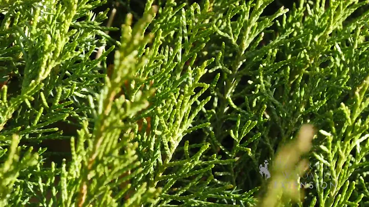 Juniper Pruning | From the Ground Up