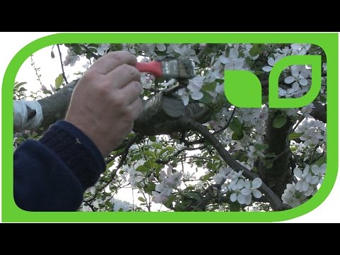 Video: Die Wohltuende Wirkung Von Pflanzen. Teil 4