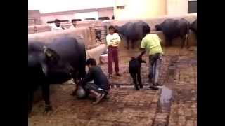 Buffalo Dairy Farm ,Lahore,Pakistan