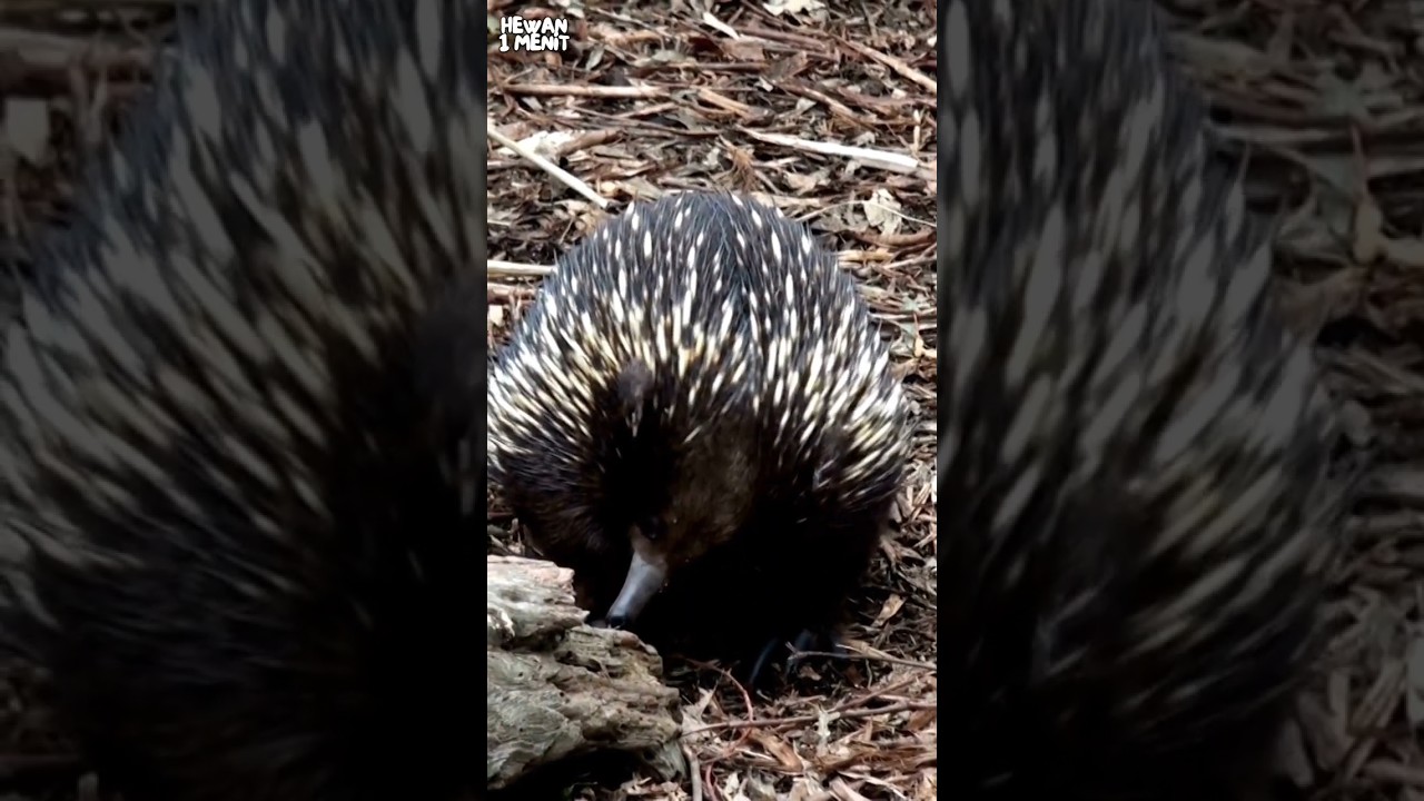 Landak Semut - Hewan Unik