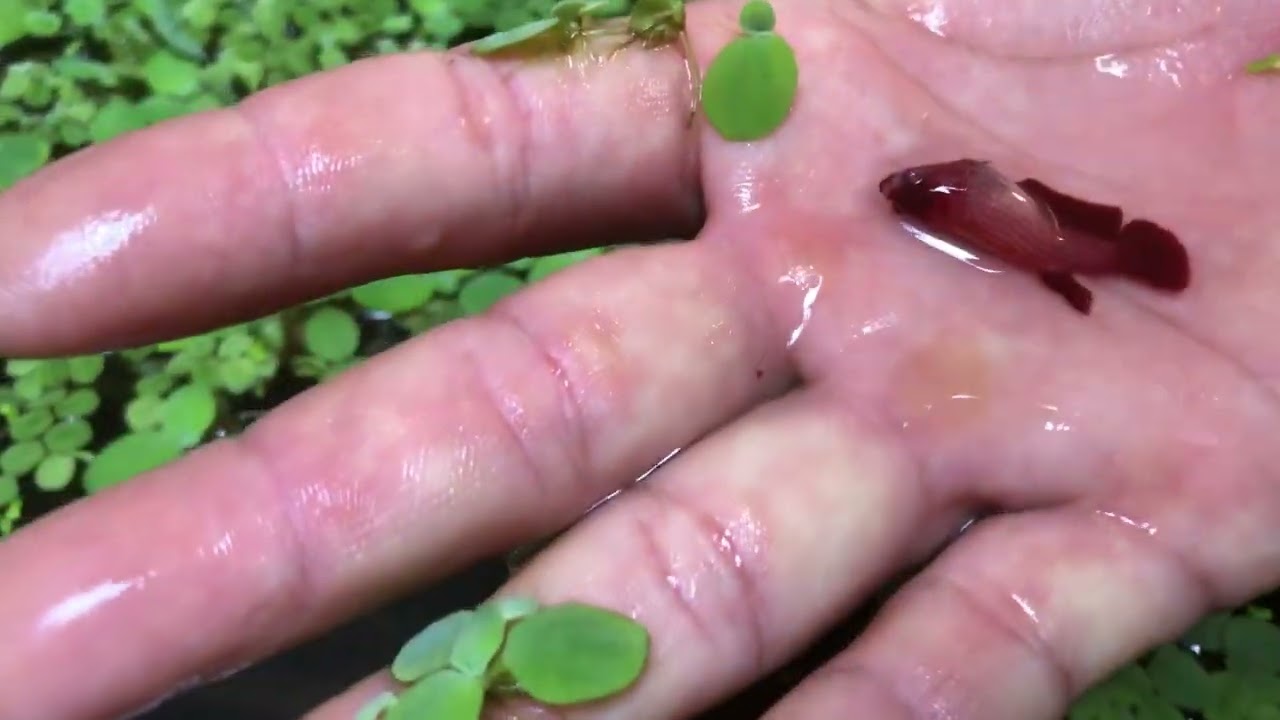 Visita na estufa do melhor criador de bettas de linhagem  de Olinda !!!