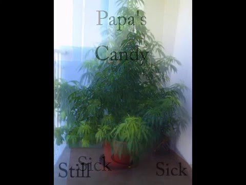 Marihuana Monster & Papa's Candy indoor/outdoor 40...