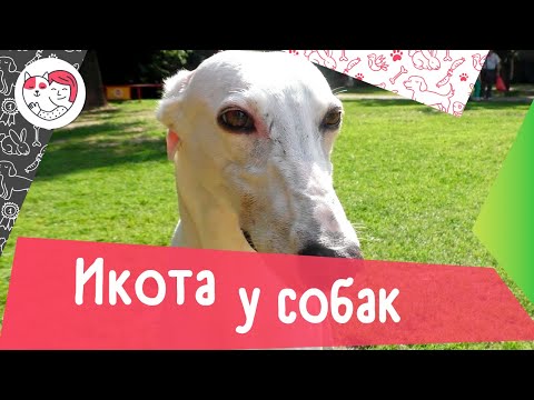 5 причин икоты у собак