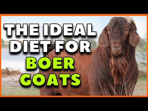 Top 4 essential foods for the healthy nutrition of Boer goats