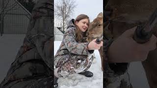 Семейное Фото Не Удалось #Белоснежка #Deer #Cat #Attack