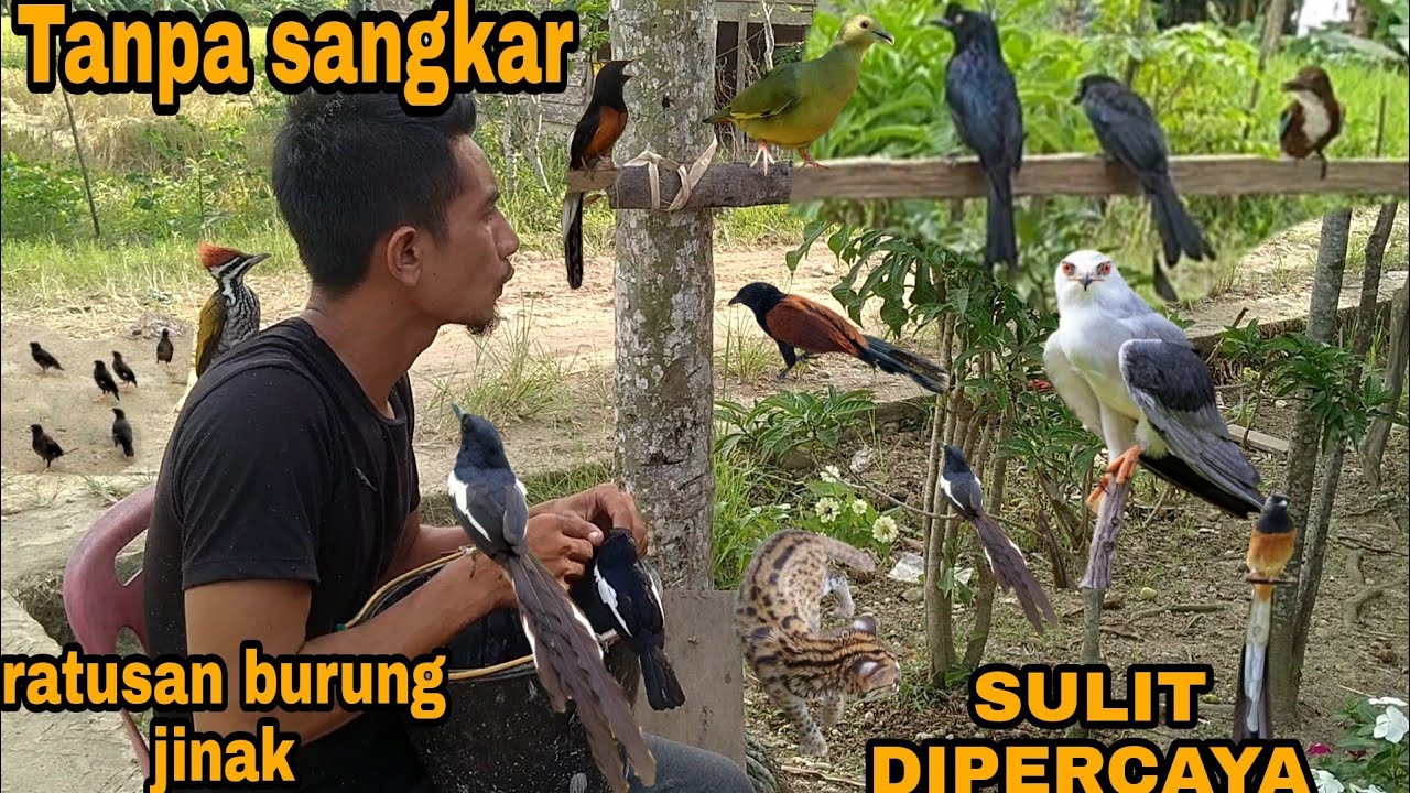 VIRAALL_INI NYATA SEMUA JENIS BURUNG DIBUMI BISA TAKLUK