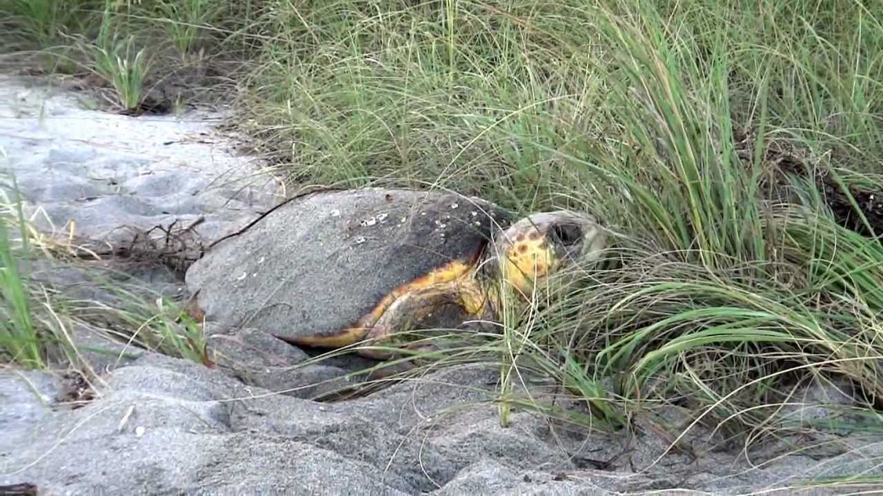 Siesta Key, FL, July 5 2012: Loggerhead sea turtle on nest video #1 ...