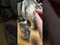 Voice キャットヴォイス ローストチキン＆ツナを食べるお花さん