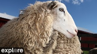 Sheep Pasture at Farm Sanctuary powered by 