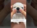 チワワが私にくれたもの2#犬のいる生活 #あるある