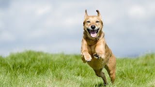 Shanghai Quicking Biotech triple canine CPV+CCV+Giardia Ag Rapid Test for dogs