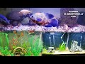 MONSTER TANK, GOLDFISH, PEZ BETTA | Acuarios de Suscriptores 2.0 #285 | AcuariosLP