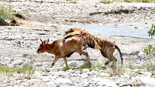 Python taking Sunbath at | Rajaji Tiger Reserve | Chilla Range | Wildlife Safari |  Episode-4