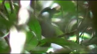 kicauan poksay hongkong di hutan China