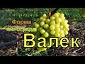 Виноград Беларуси .Лидчина. Сорт винограда- Валек.