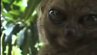 Chris Crocker, Dramatic Lemur