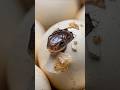 Indian Cobra Nesting Story | From Eggs to Baby Snakes Survival 🐍 #shorts #shortsfeed
