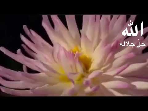 النقشبندي تحلو مراره عيش في رضاك