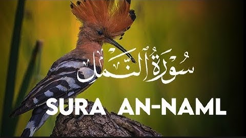 سورة النمل تلاوة هادئة وسبحان من رزقه هذا الصوت 💚🌷 قرآن كريم بصوت جميل جدا