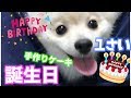 愛犬の誕生日に手作りケーキ作ってみたら。。。