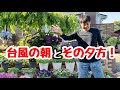 ◆台風とその後の庭の様子…妖怪髪の毛ボサボサ寝巻きジジイ😨