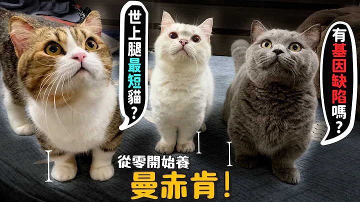 【从零开始养】曼赤肯!世界上腿最短的猫?有基因缺陷吗?曼赤肯待领养中?【许伯简芝】 - 天天要闻