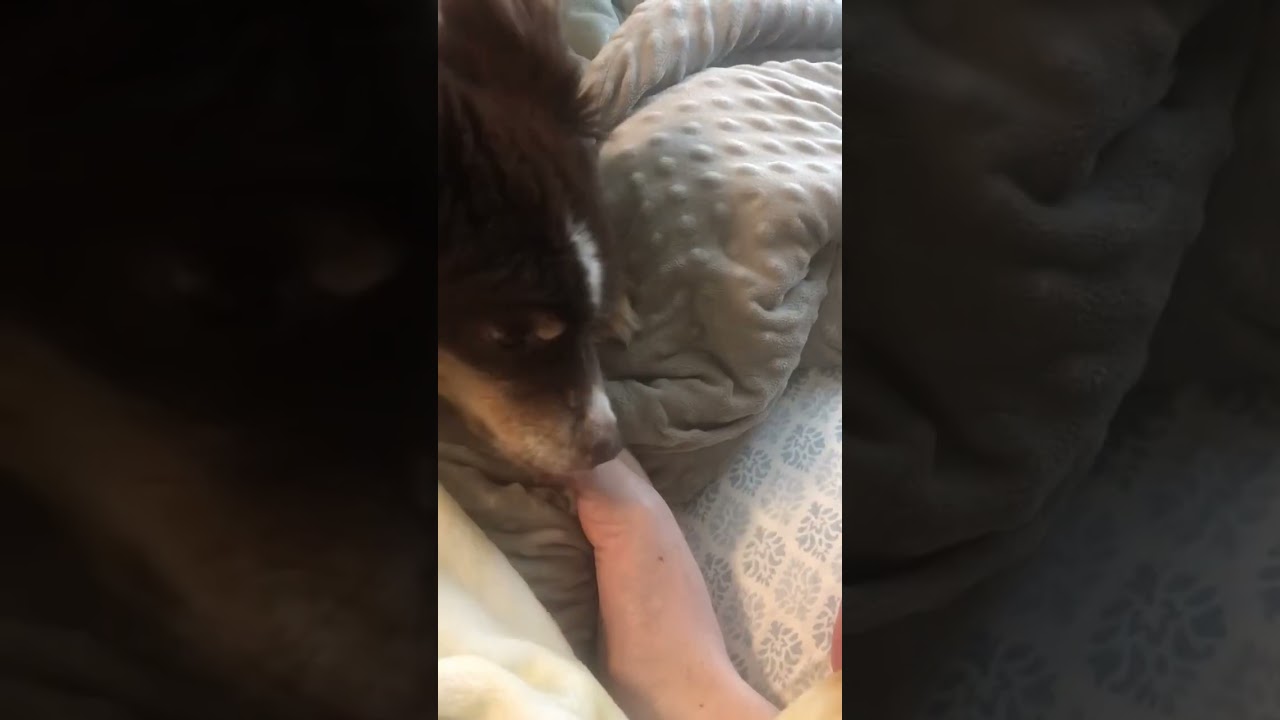 Dog chewing toenail ASMR 15 min loop