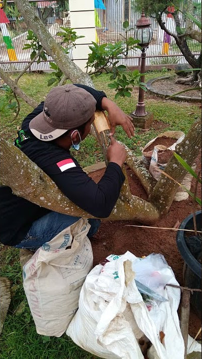 OKULASI POHON ALPUKAT DENGAN ENTRES TERSIER