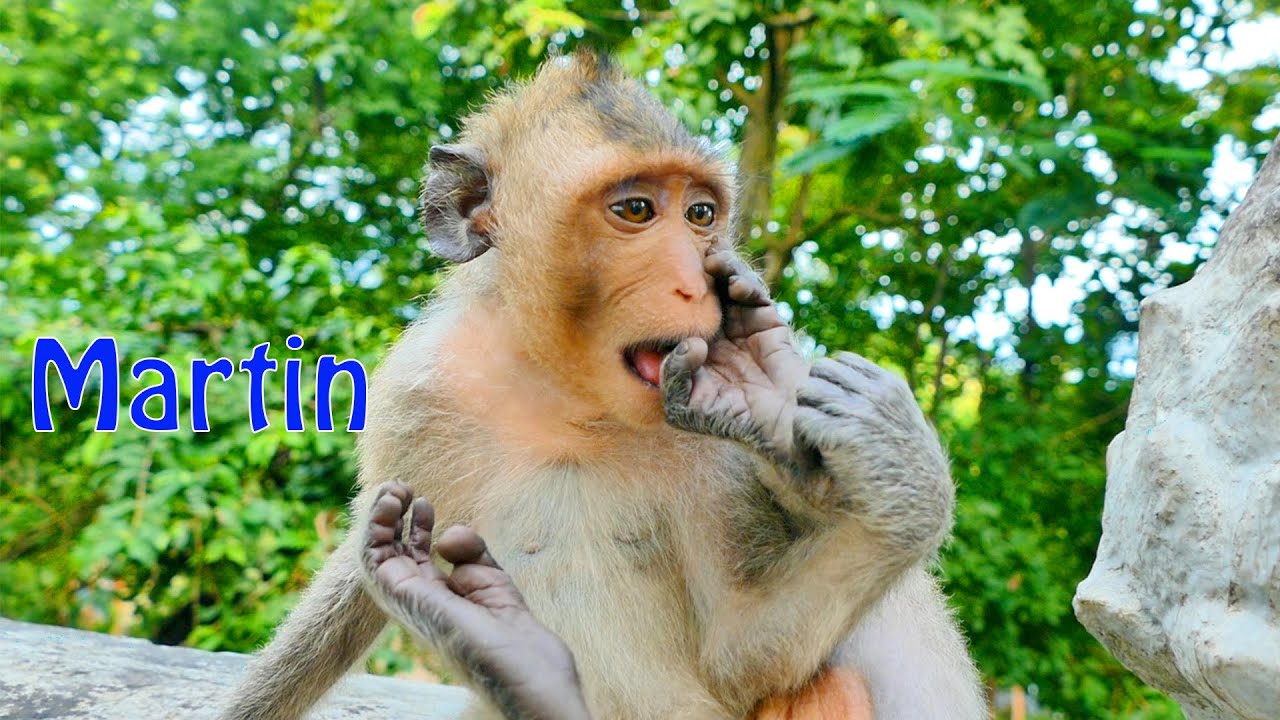 Awesome And Fun...Orphan Big Boy Martin Monkey Still Follows His Granny Malida