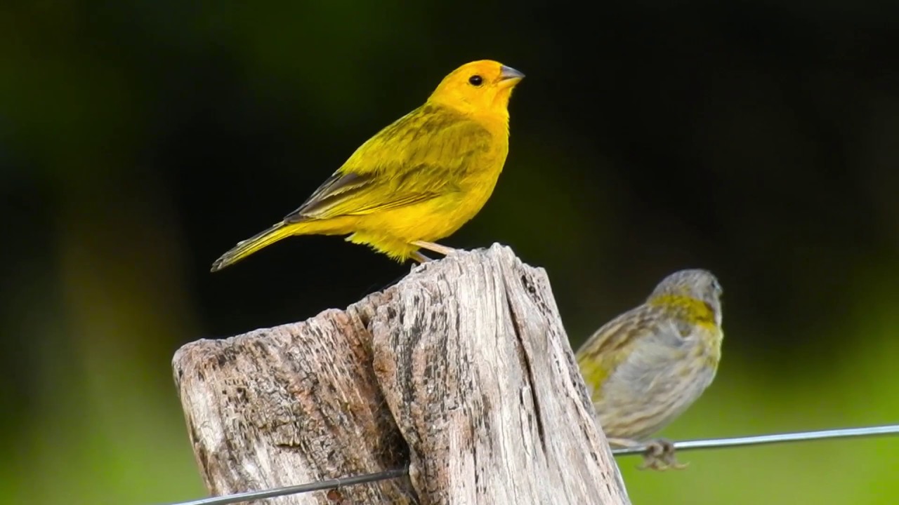 CANTO do CANÁRIODATERRA casal (SICALIS FLAVEOLA), SAFFRON FINCH, AVE CANORA Livre na natureza