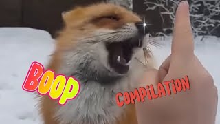 Fox boop compilation