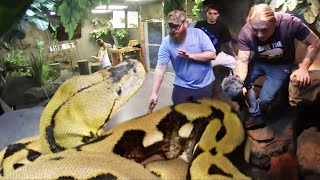 Giant Snake Lucy Give Eric A Really Hard Time Handling Scary Brian Barczyk