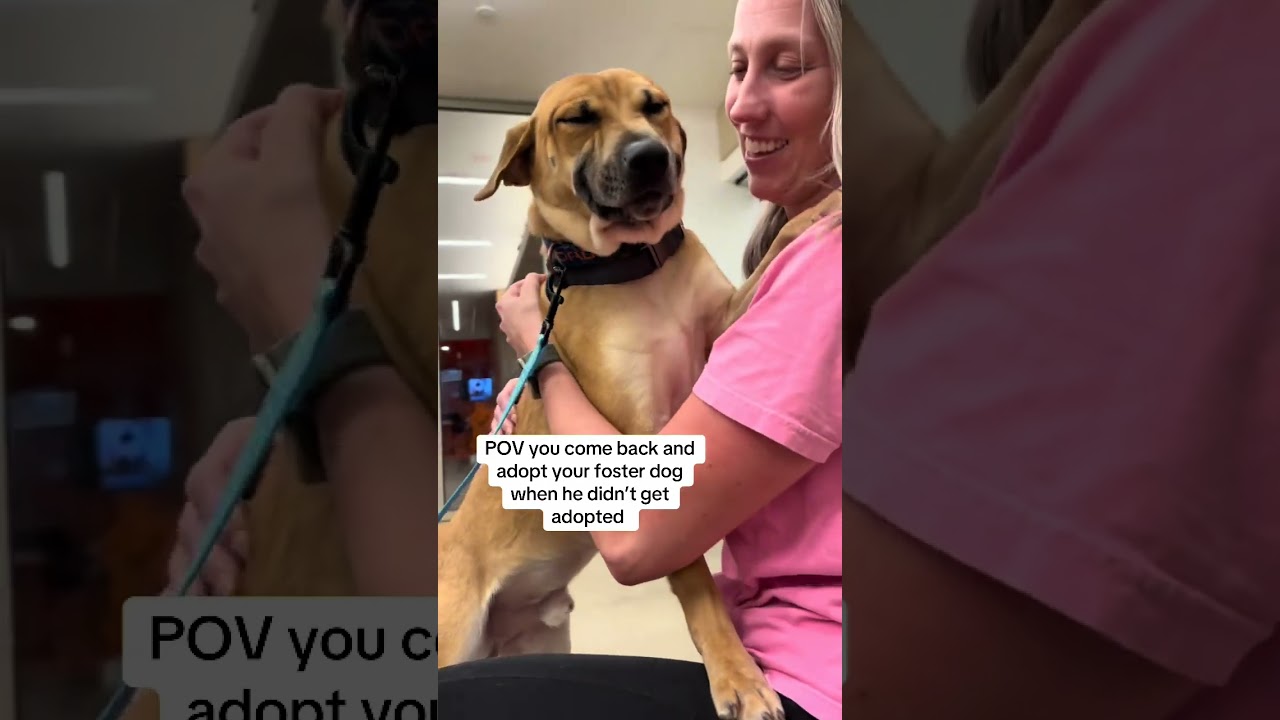 POV: You came back for your foster dog… and made it official ❤️🐾 #rescue #adoptstrays #rescuedog