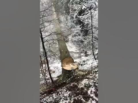 Holzfällung Reiden YouTube