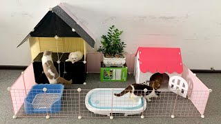DIY Mobile House (Have Relaxation Area) for Pomeranian Poodle Dogs & Cute Kitten  MR PET Family