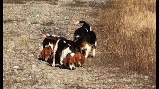 Skyview's Beagles Best Hunt Of The Year By Far