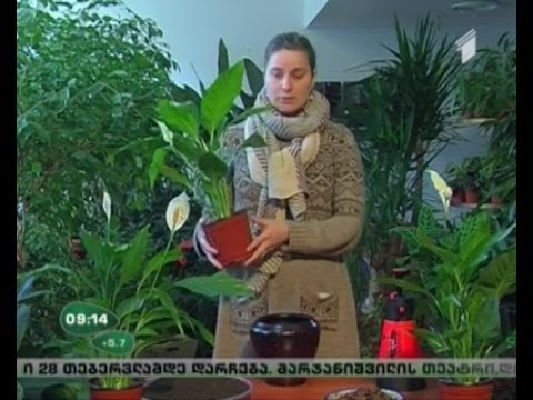 ვიდეო: თეთრი კალა შროშანი (37 ფოტო): ეთიოპიური რიზომა კალას აღწერა და თეთრი ლაქებიანი კალა, სახლის მოვლა