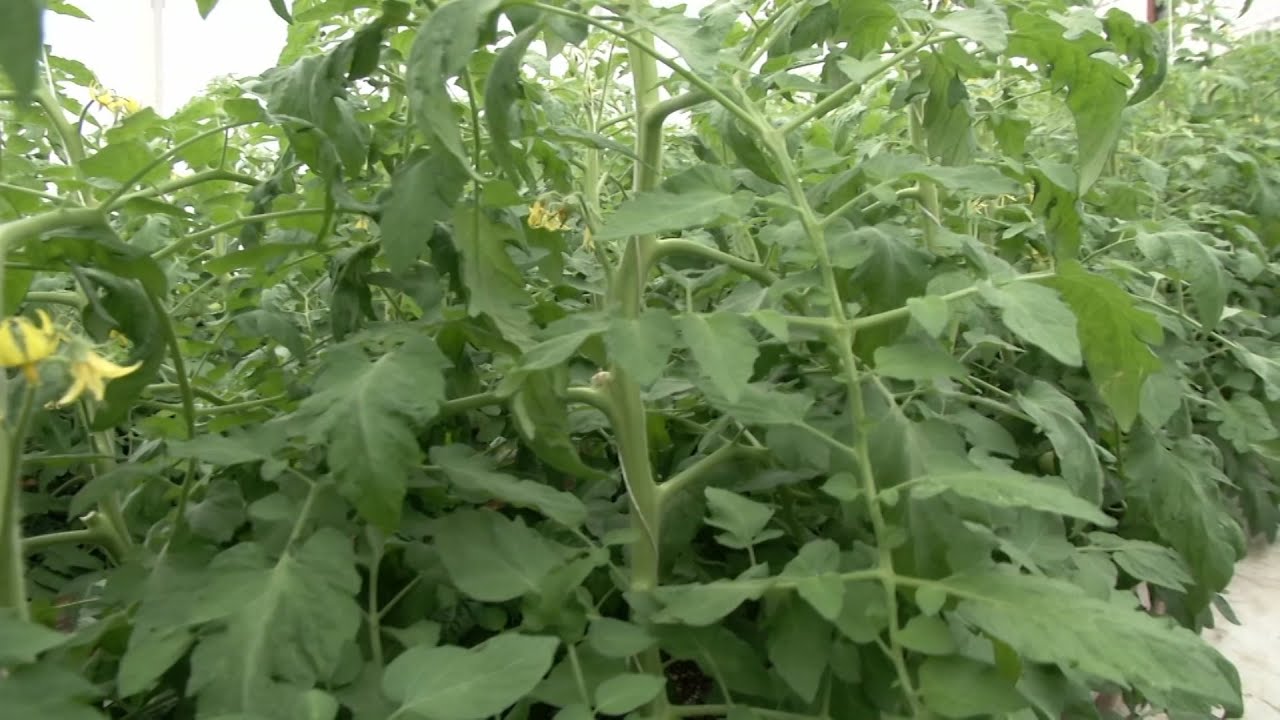 Climate Change Causes NJ Growing Season to Start Earlier YouTube