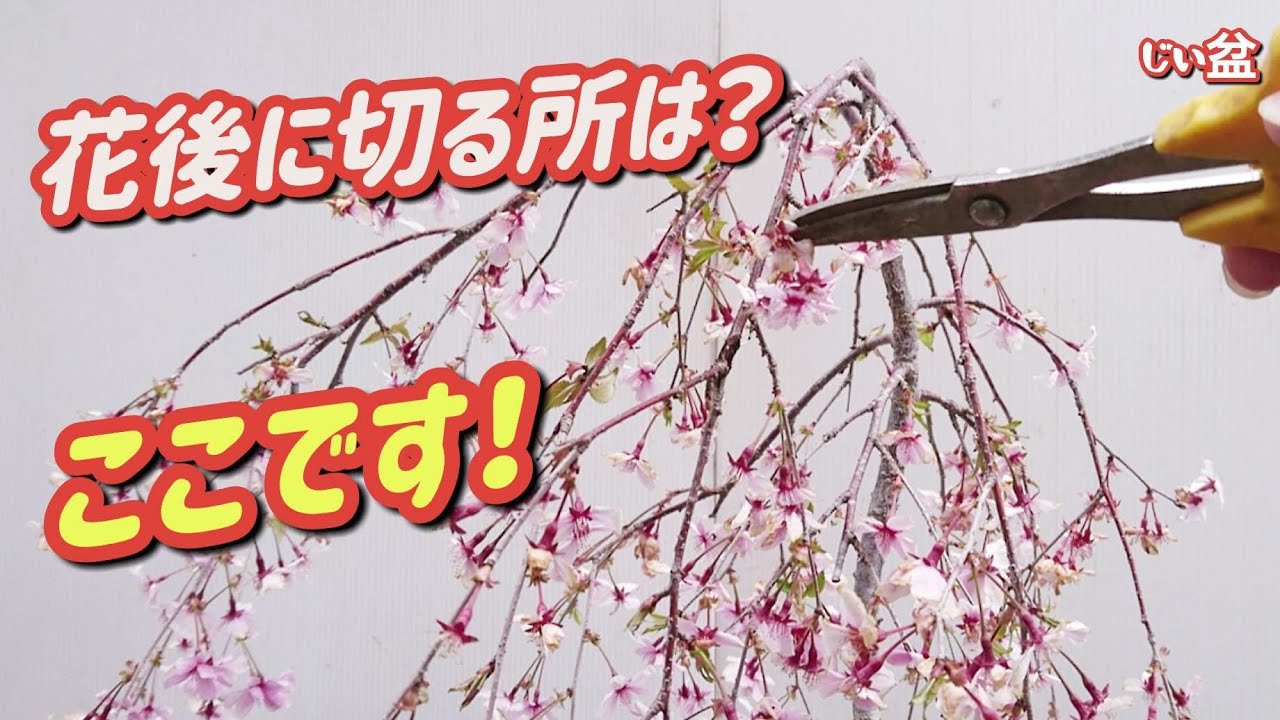 🌸【Sakura Bonsai】Care after enjoying the flowers. / Beginner